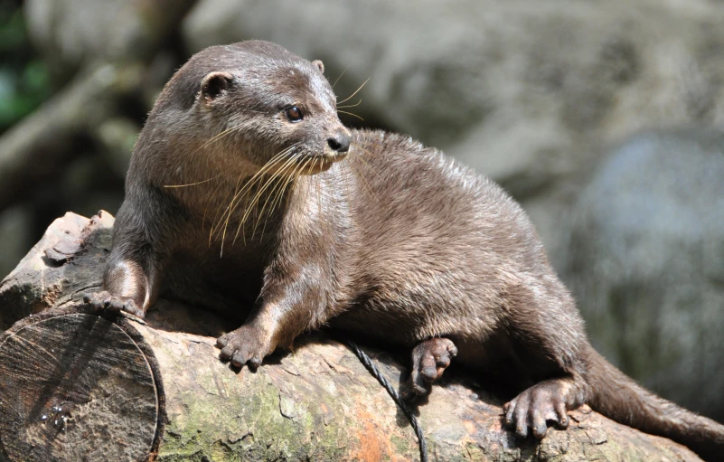 the otter is resting on a large tree log