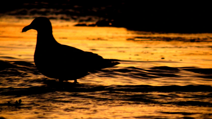 a duck standing on some water in the dark