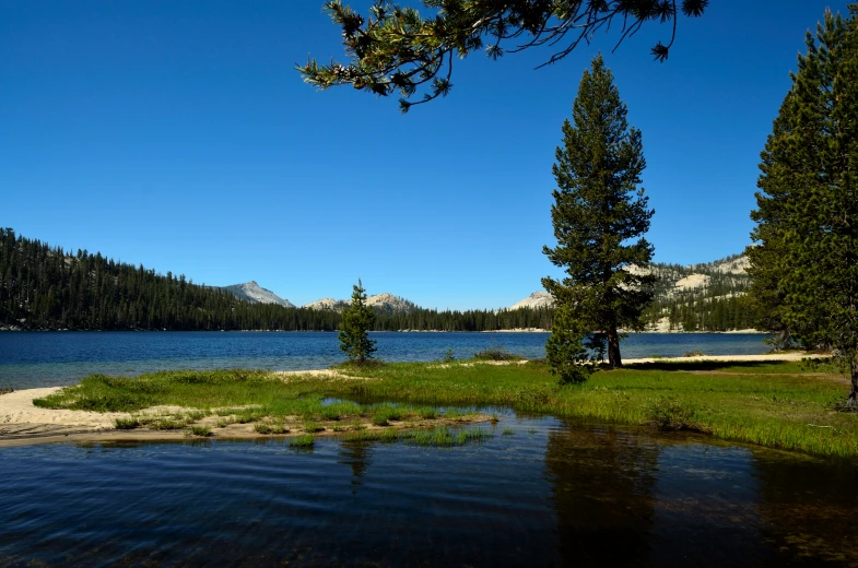 the water and trees are very clear and there is a bench next to it