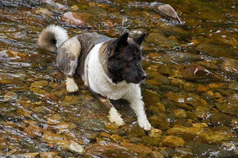 a dog in the river on the rocks near the water
