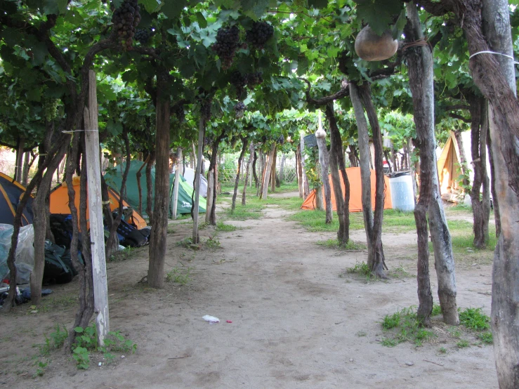 the tents are sitting next to the trees