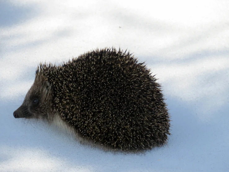 a hedgehog is curled up with snow in the foreground