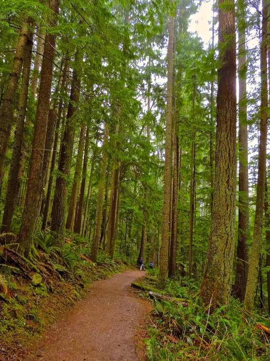 a dirt path that goes through some trees