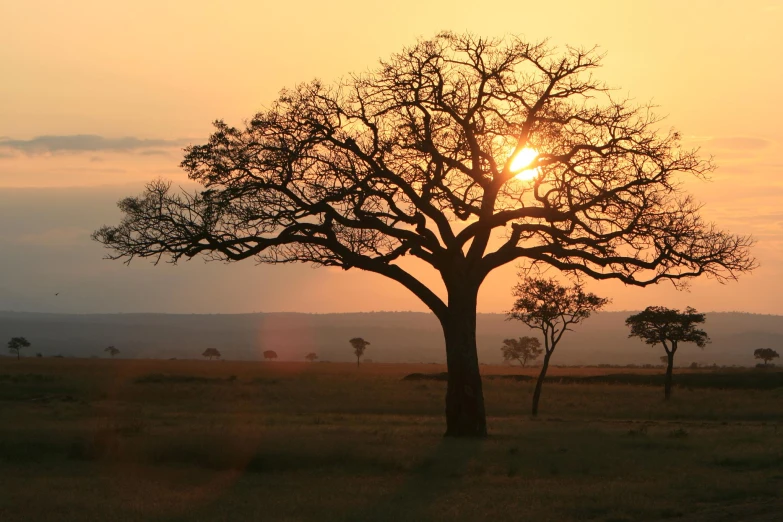 the sun setting behind the trees and grass