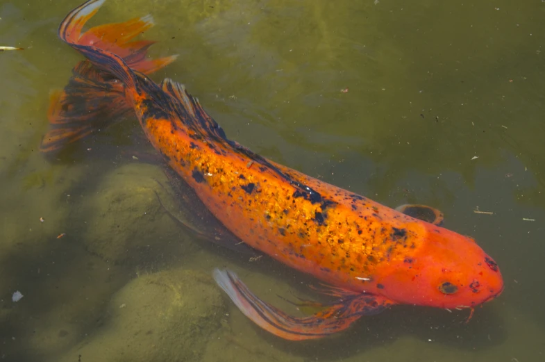 a large fish that is swimming in some water