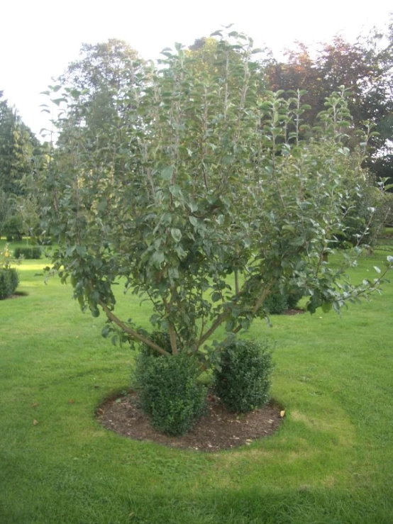 small tree in grassy area with shrubbery in it