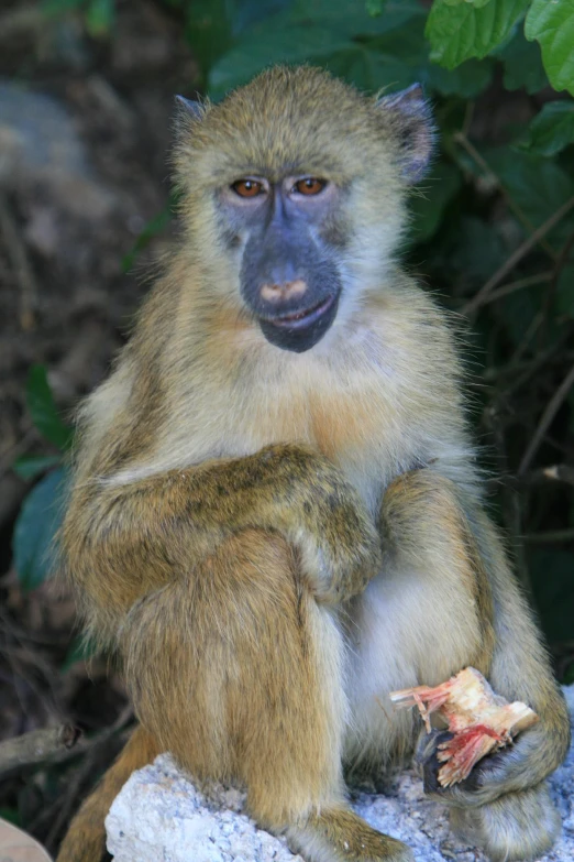 a brown monkey sitting on a rock eating food