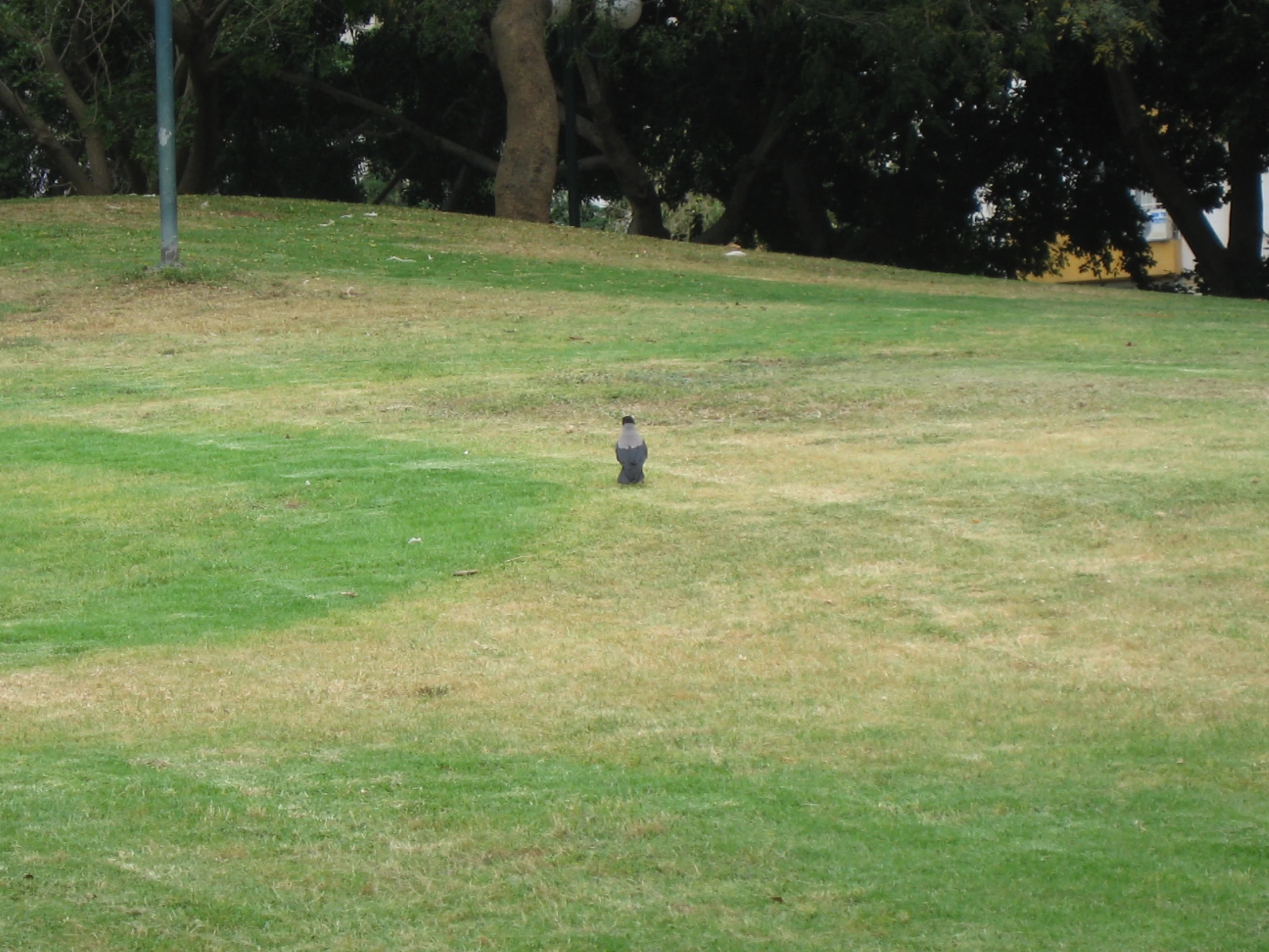 a black fire hydrant in the middle of a grassy field