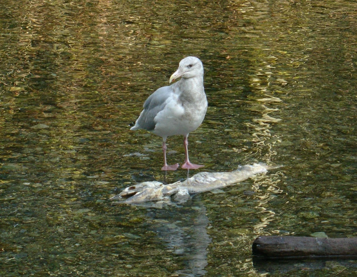 the bird is standing on a piece of glass