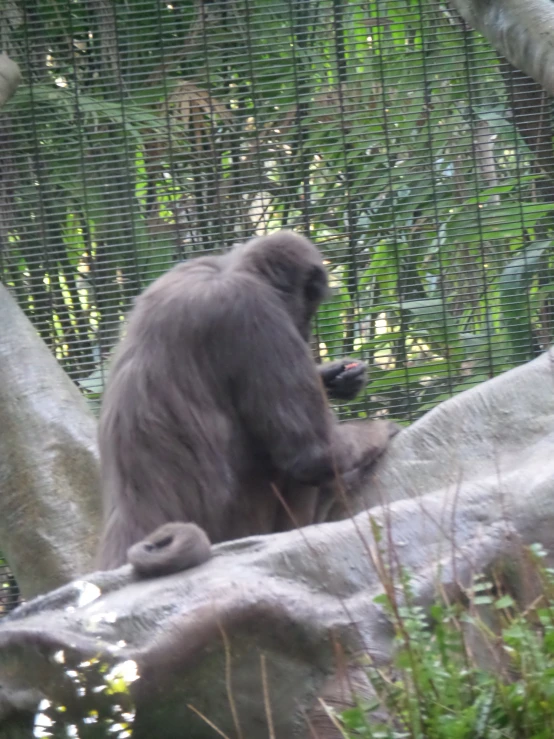 the animal is sitting on the rock outside