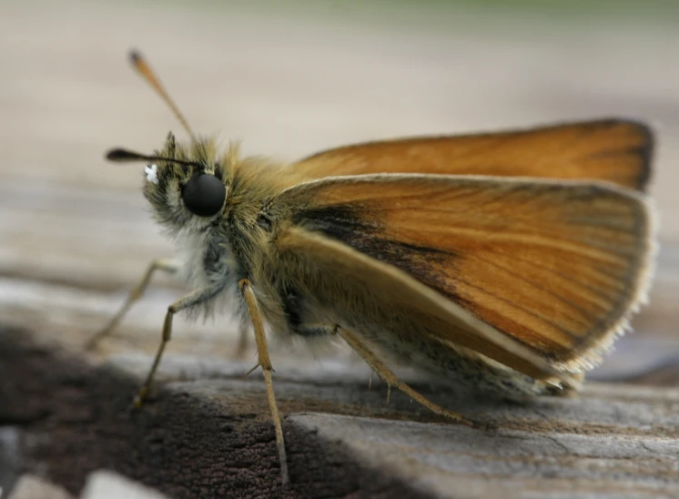 the head of a moth resting on a wooden surface