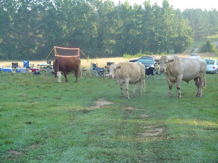 several cows and cows walking in the grass