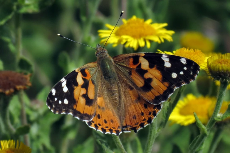 a orange and black erfly resting on yellow dandelion