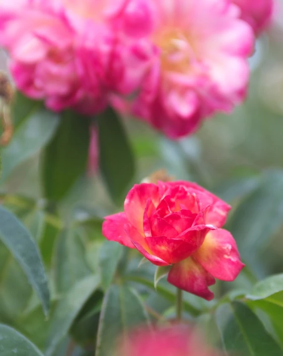 a large pink flower with green leaves on it