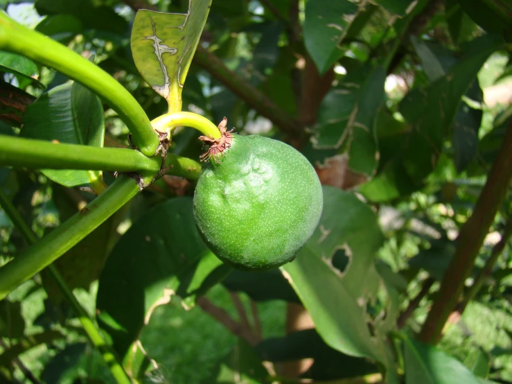 a fruit is hanging on a green leafy tree