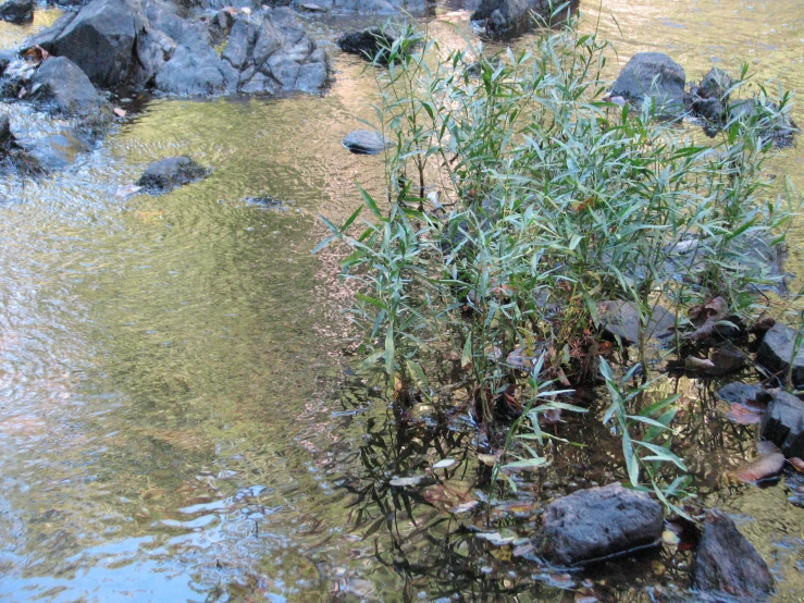 the small tree is near the water