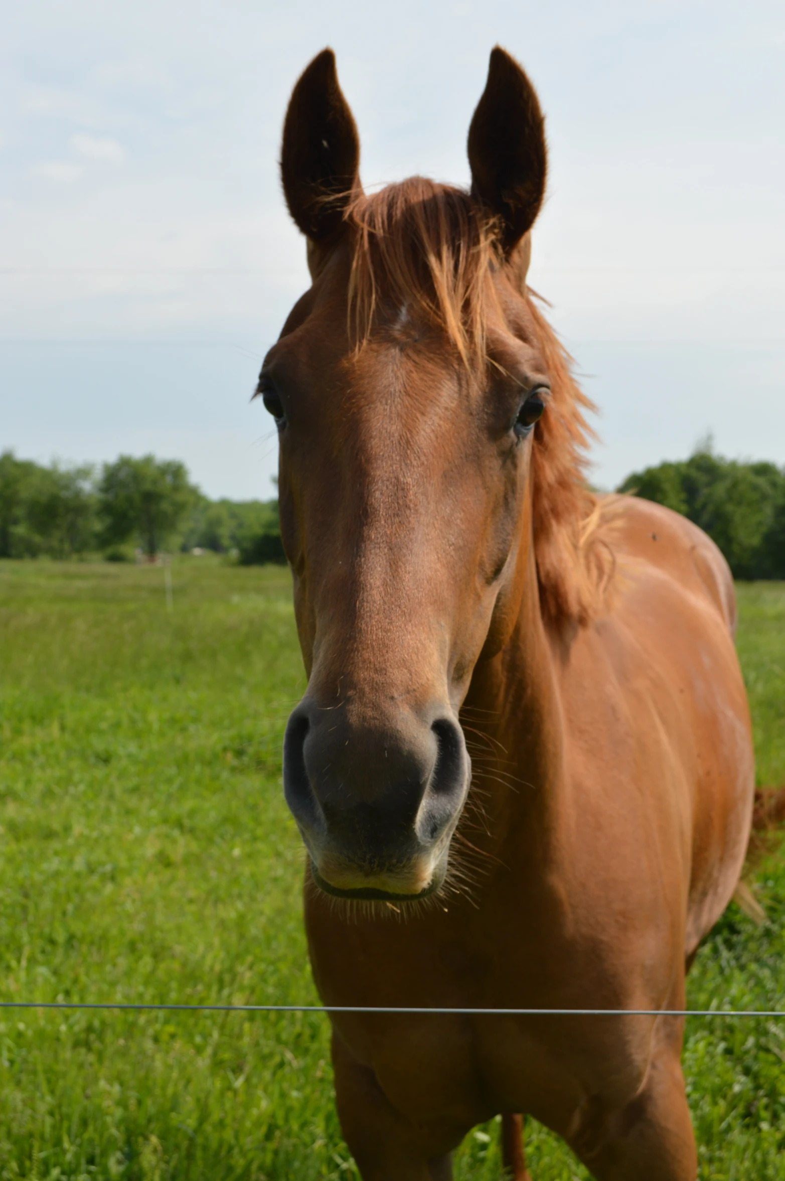 a brown horse is looking through the fence