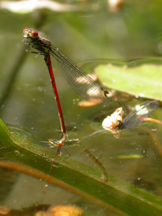 a small red and black dragon fly perched on a leaf