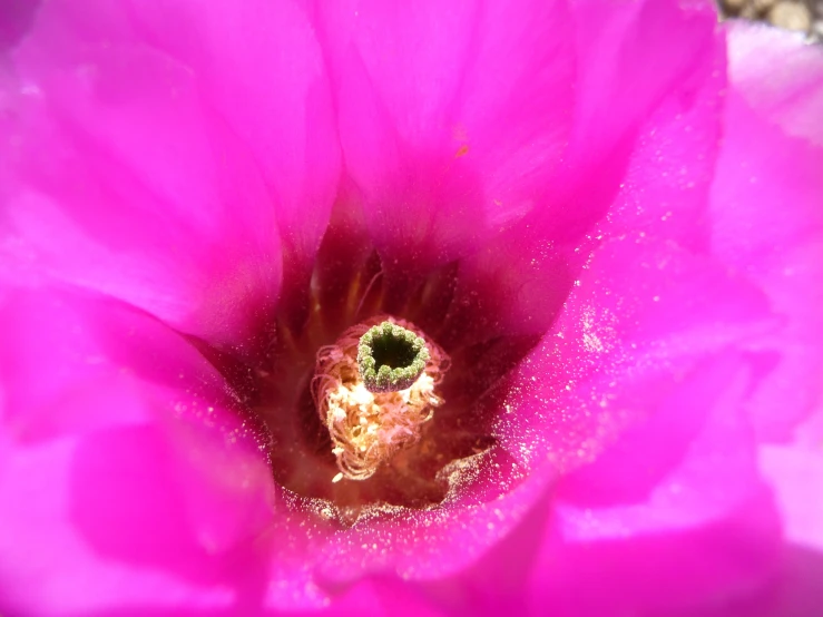 a pink flower with tiny white speckles