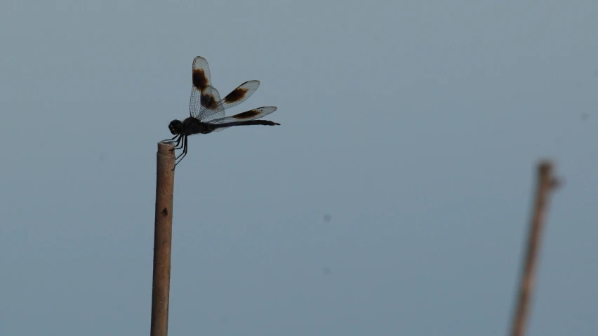 a dragonfly sits on a reed stem against a blue sky