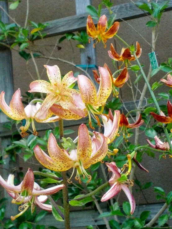 the pink flowers are blooming close together