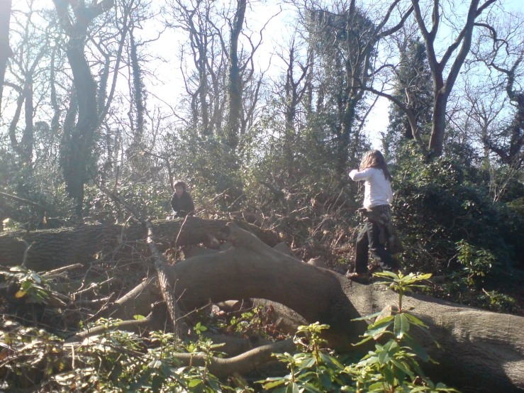 a person stands on a tree that is falling over