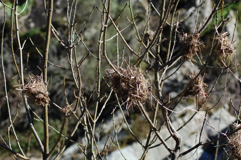 a close - up view of dead, brown buds