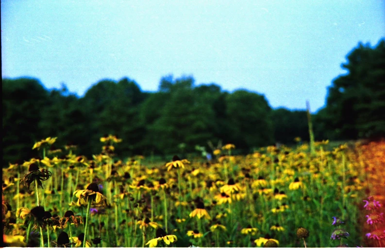 a field full of flowers that are yellow and pink