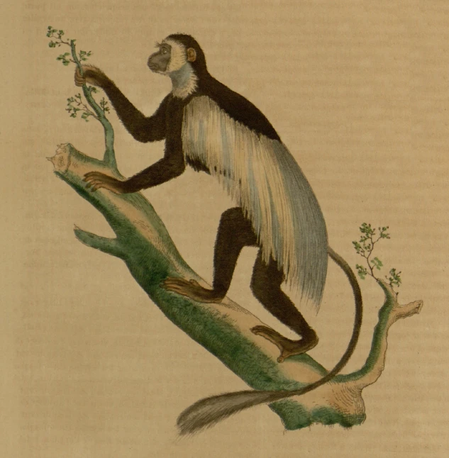 a monkey on a tree nch with his tail and feet hanging down