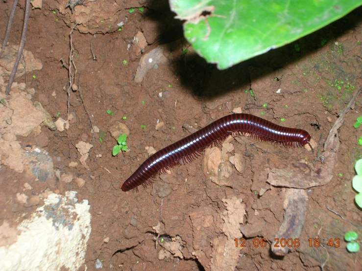 a dark red and white caterpillar in dirt with green plants