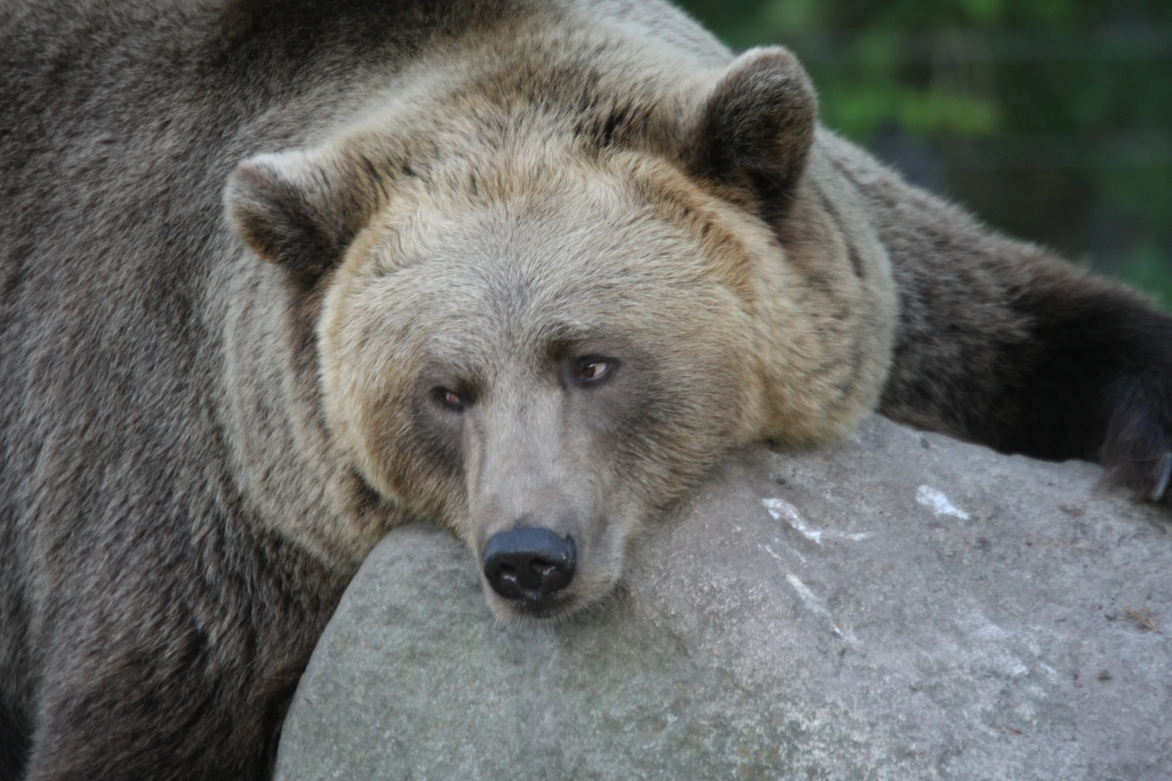 a bear is sitting on top of a large rock