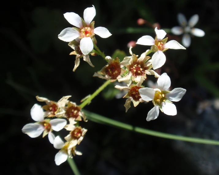 some pretty white and brown flowers growing from the ground