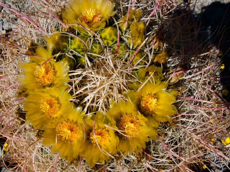 a group of yellow flowers sitting on top of a plant