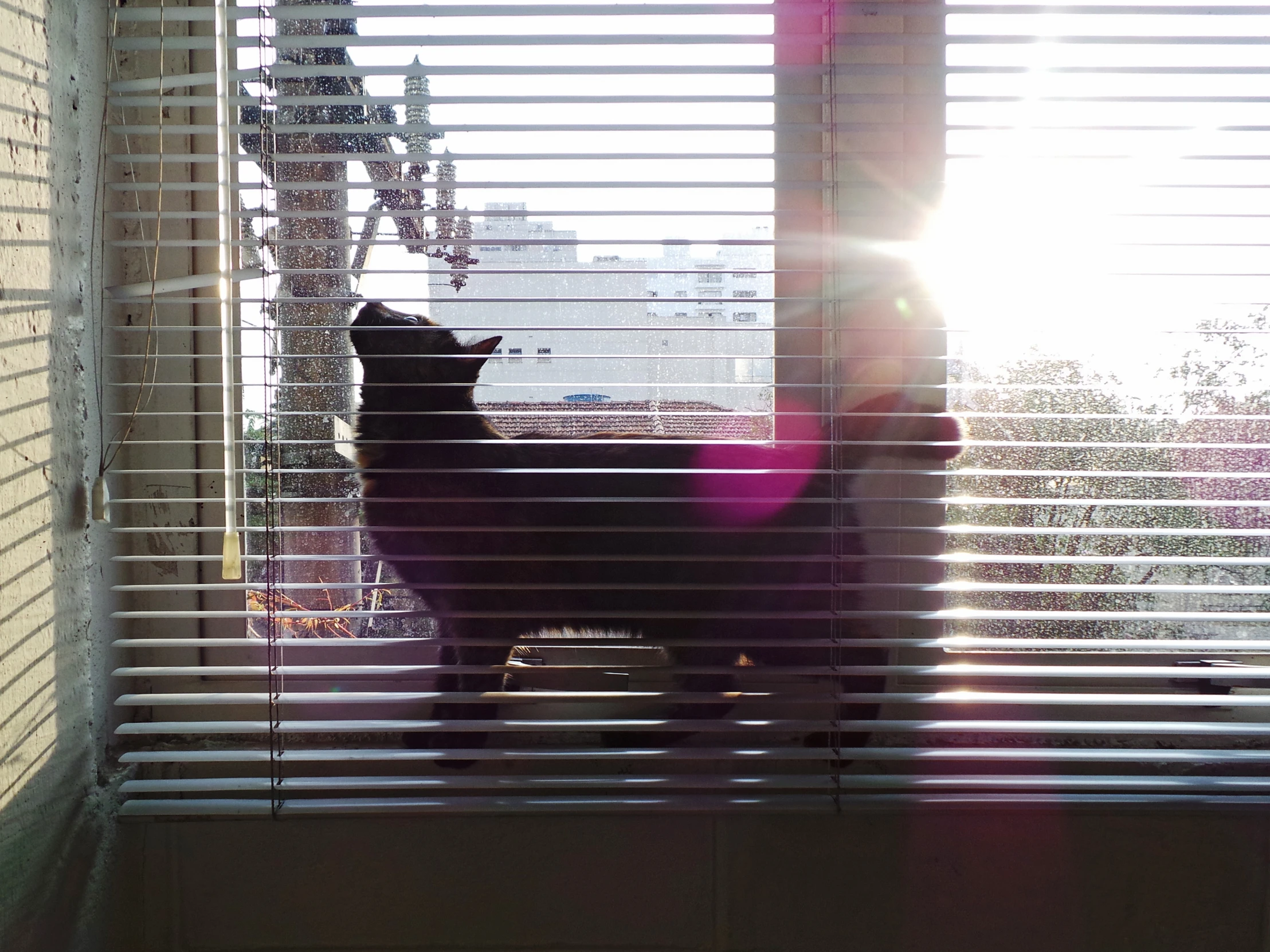 a dog sitting at a window looking outside