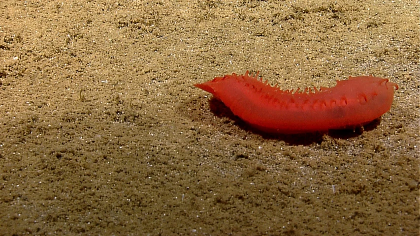 a red substance is on the ground near sand