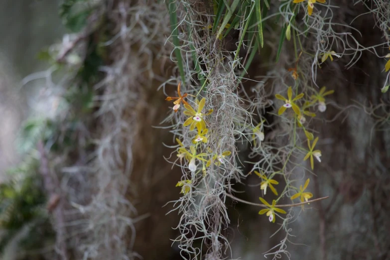 a bunch of plants with yellow flowers hanging from it