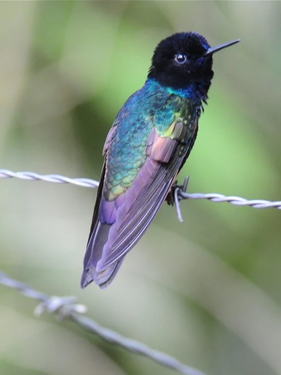 a bird sitting on top of a wire