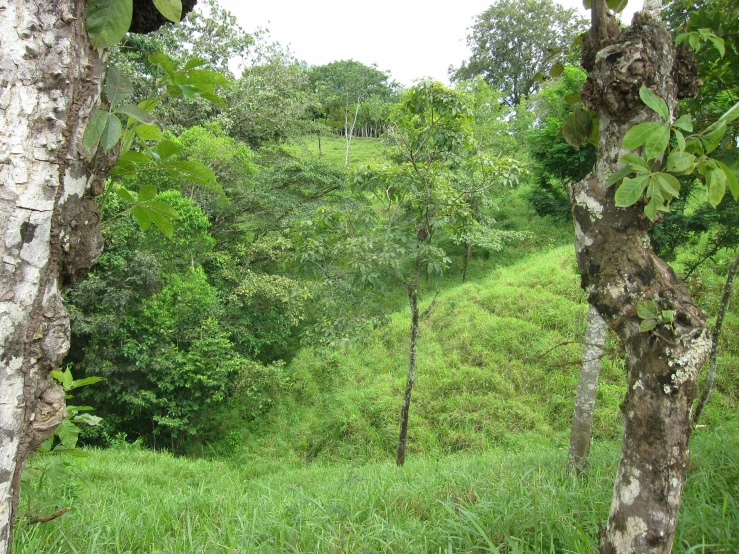 lush green trees and tall grass in a wooded area