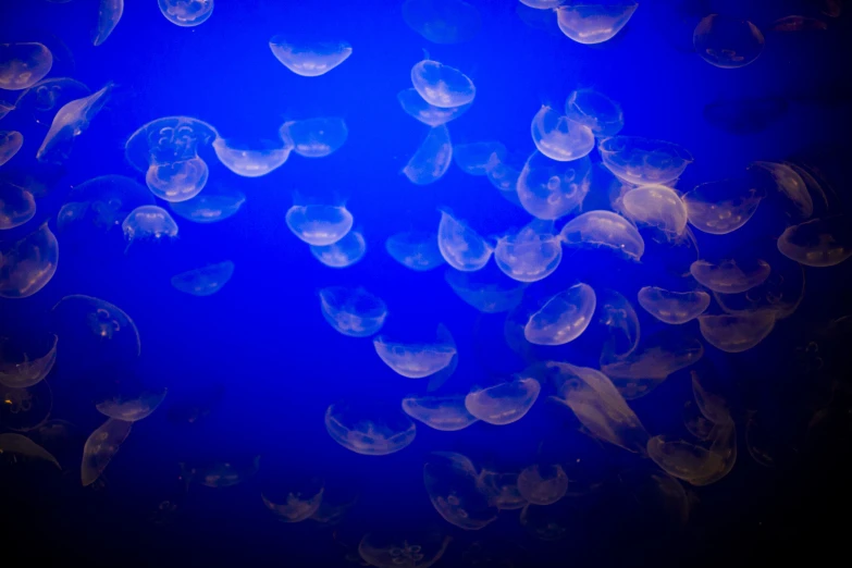 a large group of jelly fish floating in a sea