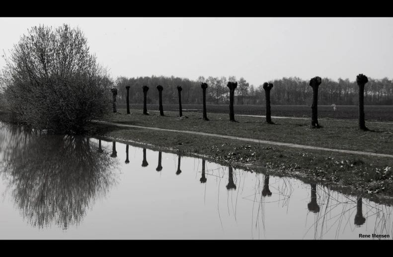 the trees are lined with water for reflection