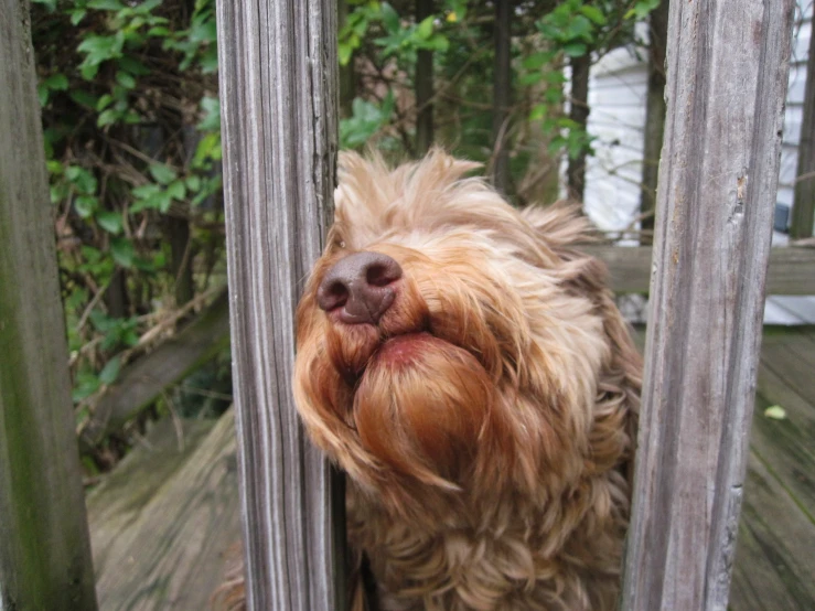 a dog standing on a porch behind the fence