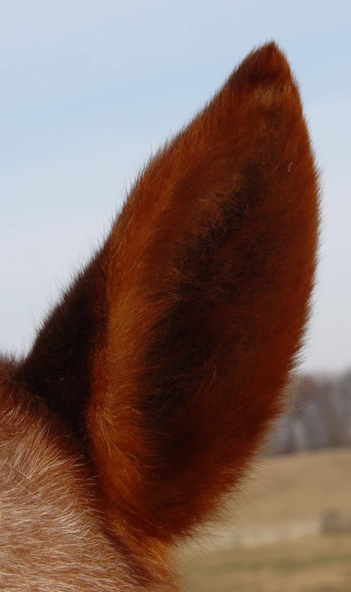 the top of the ears of a dog outside