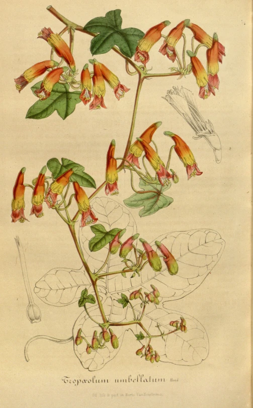 a painting depicting various plants, including leaves