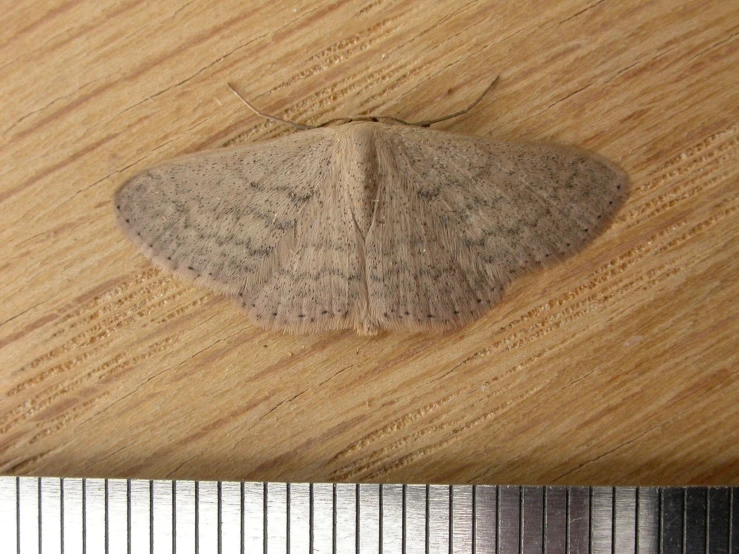 a light colored moth with a long neck on top of wooden paneling