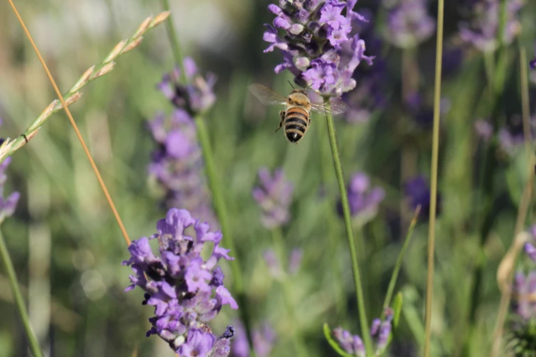 a bee is sitting on a flower among the purple flowers