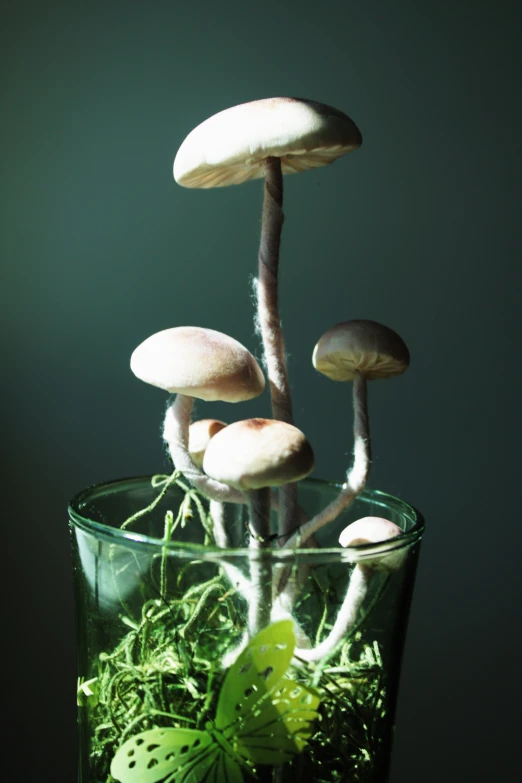 a close up of mushrooms in a vase of water