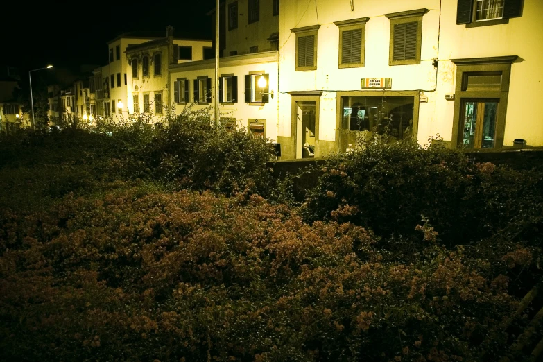 a building with bushes and lights in the front