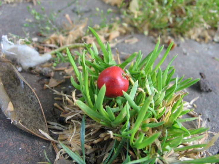 an image of a tiny red ball in the grass