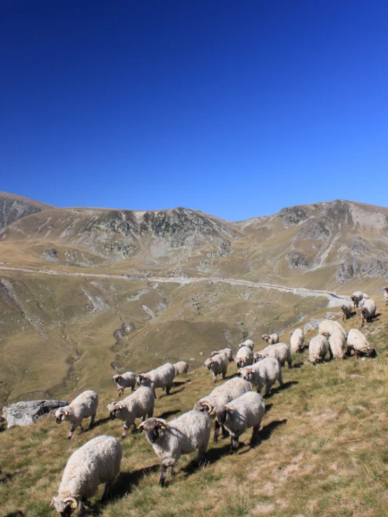 a herd of sheep are grazing on a mountain hillside