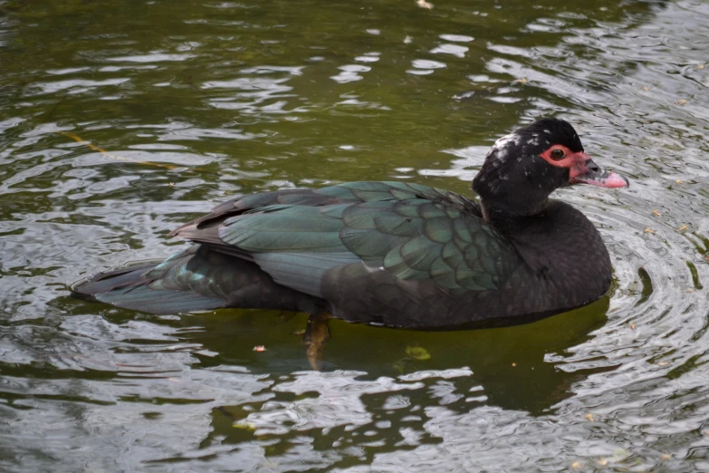 a black duck with red eyes floating on top of a lake